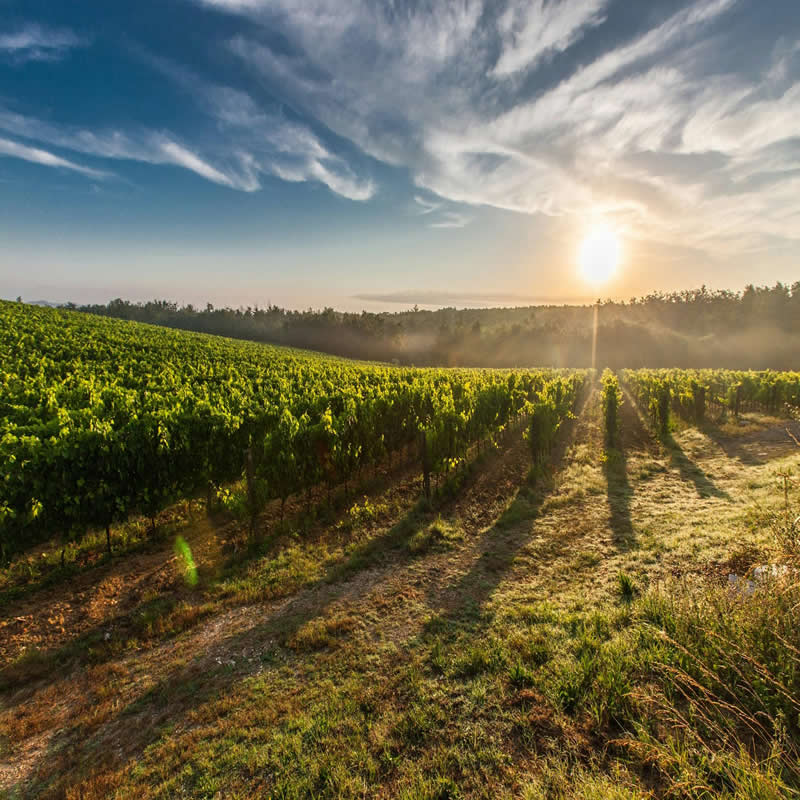 Winelands 3