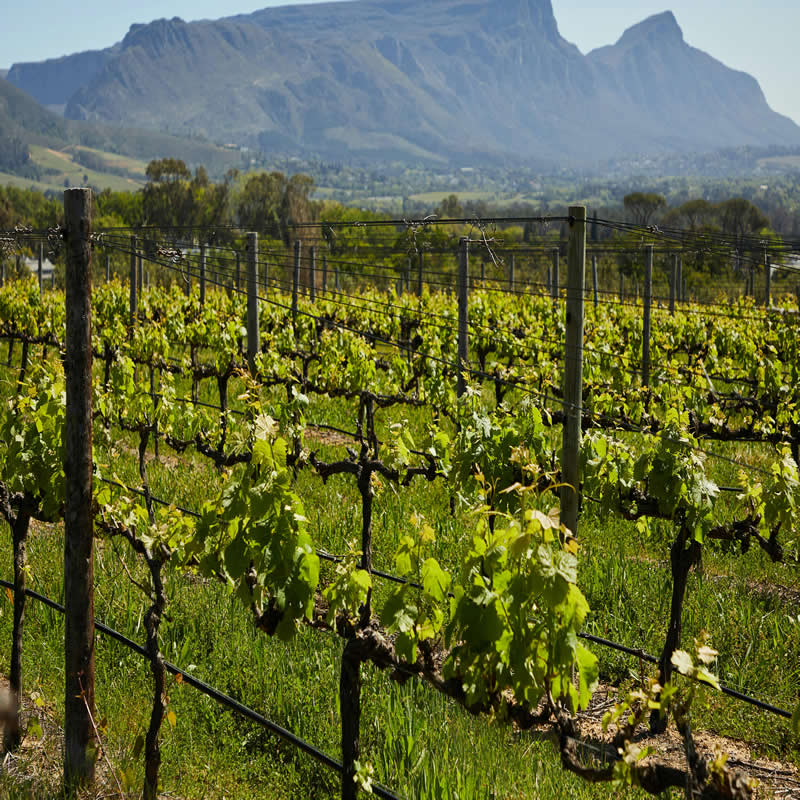 Winelands 4